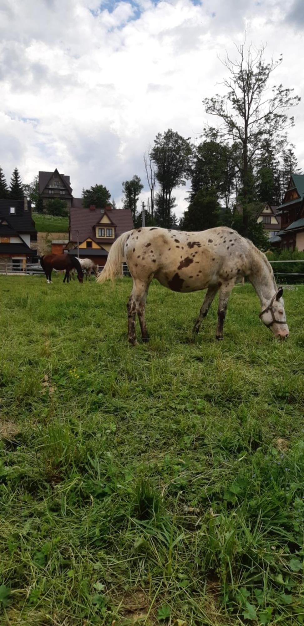 Przedsionek Tatr Villa Zakopane Exterior foto